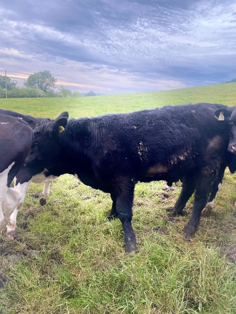 Angus Bull - Image 3