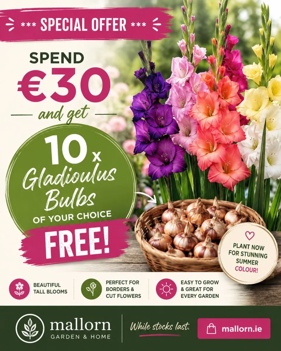 FREE Gladiolus Bulbs with every order over €30 - Image 1