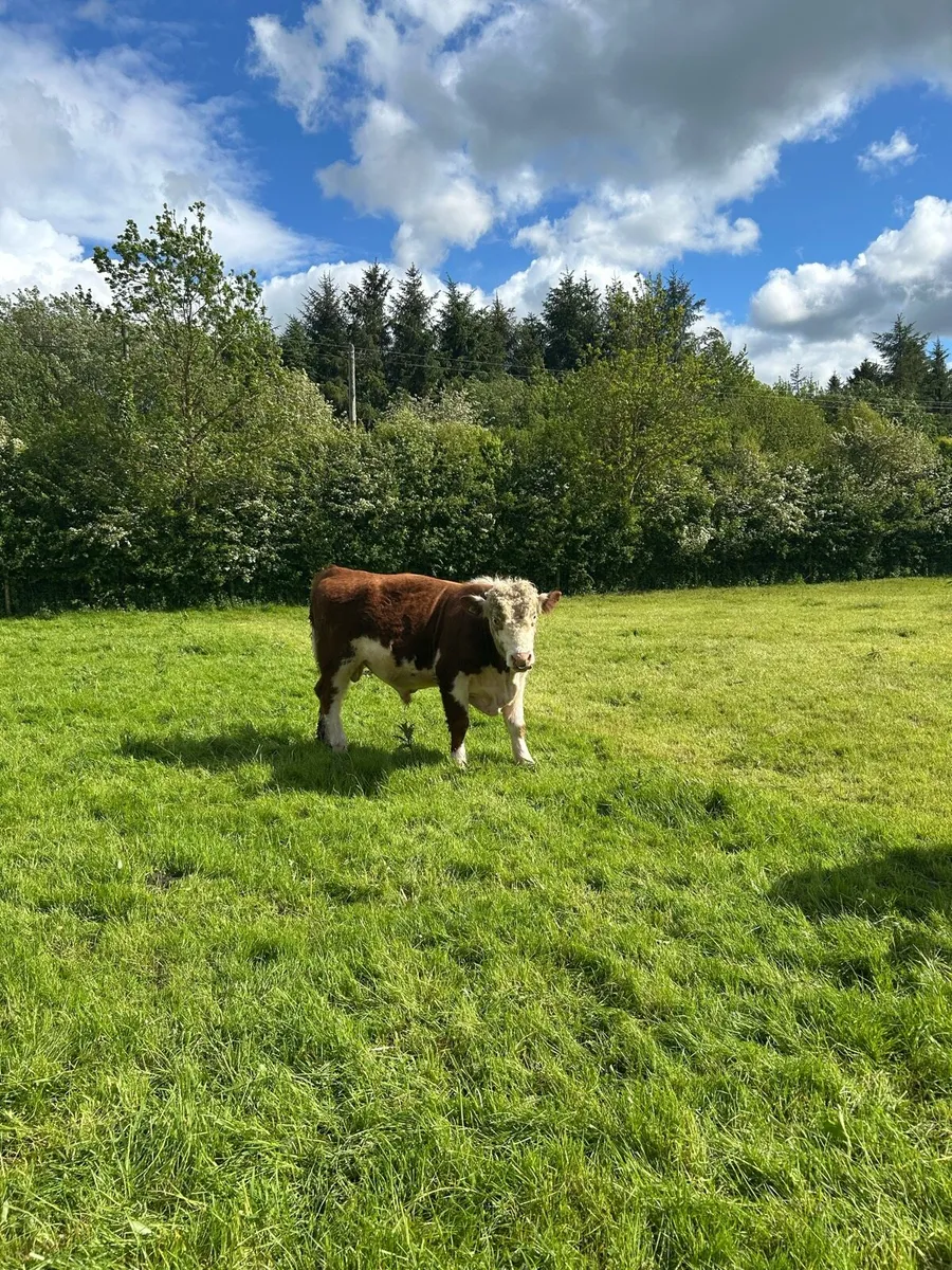 Hereford Bull - Image 1
