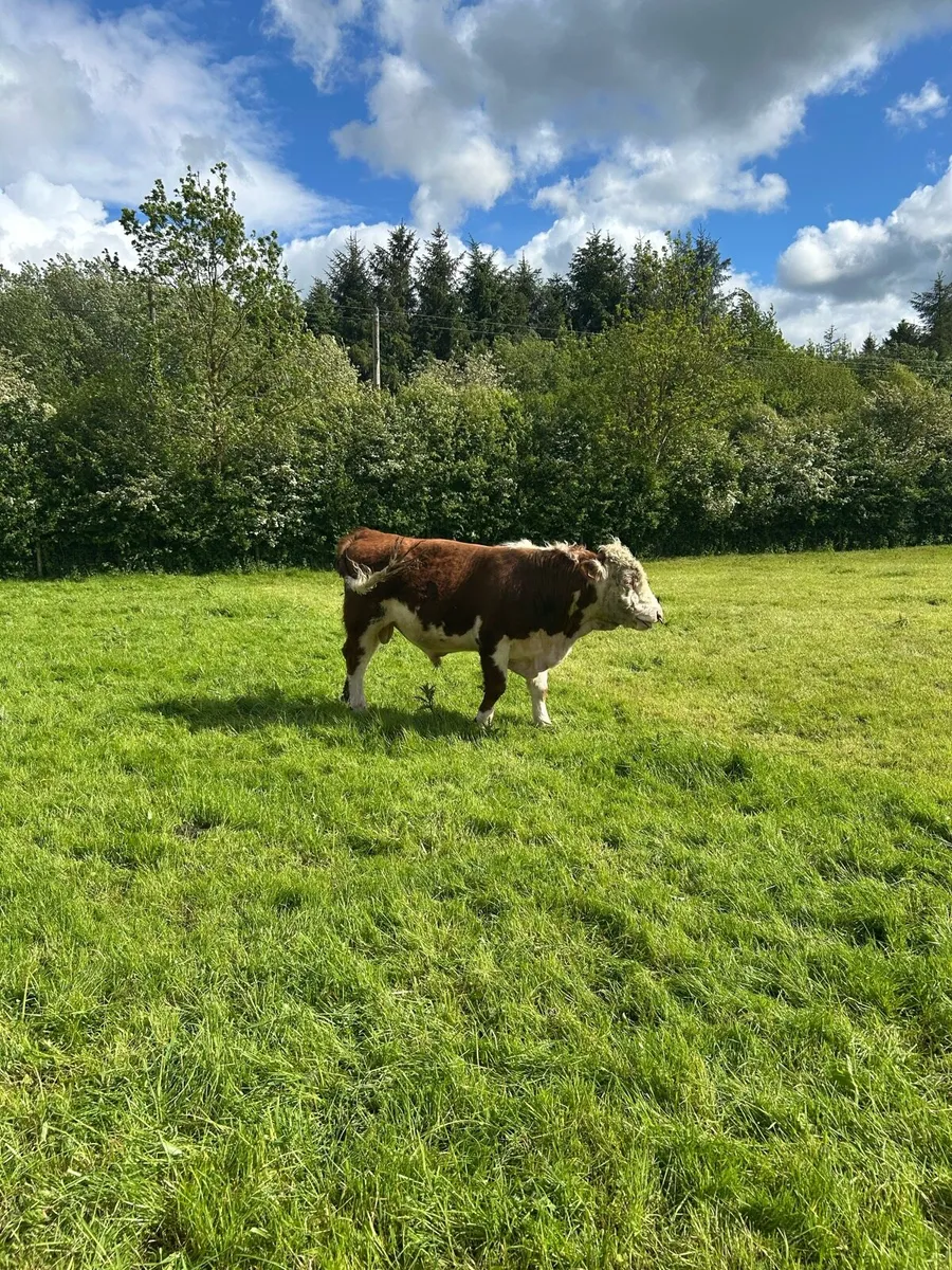 Hereford Bull - Image 2