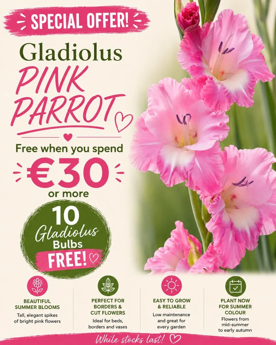 FREE Gladiolus Bulbs with every order over €30 - Image 2