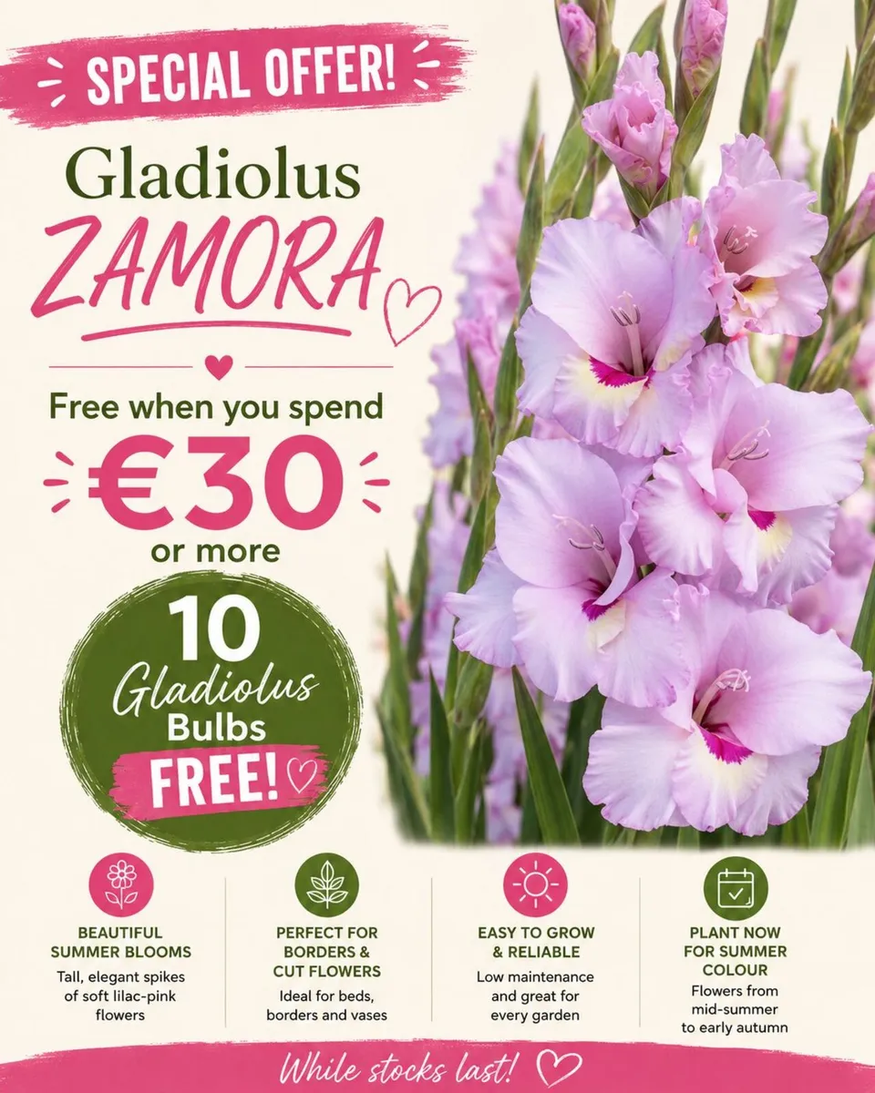 FREE Gladiolus Bulbs with every order over €30 - Image 3