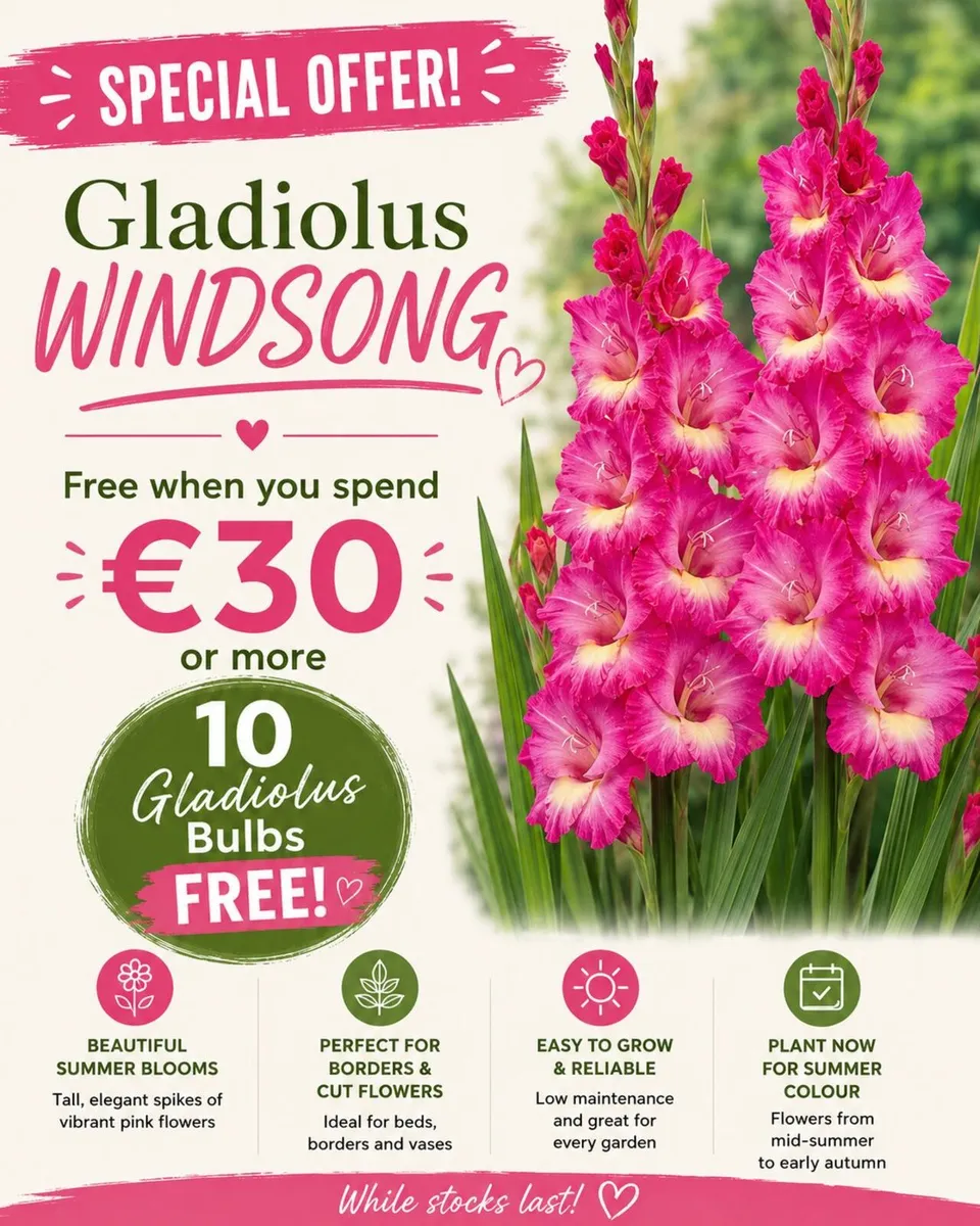 FREE Gladiolus Bulbs with every order over €30 - Image 4
