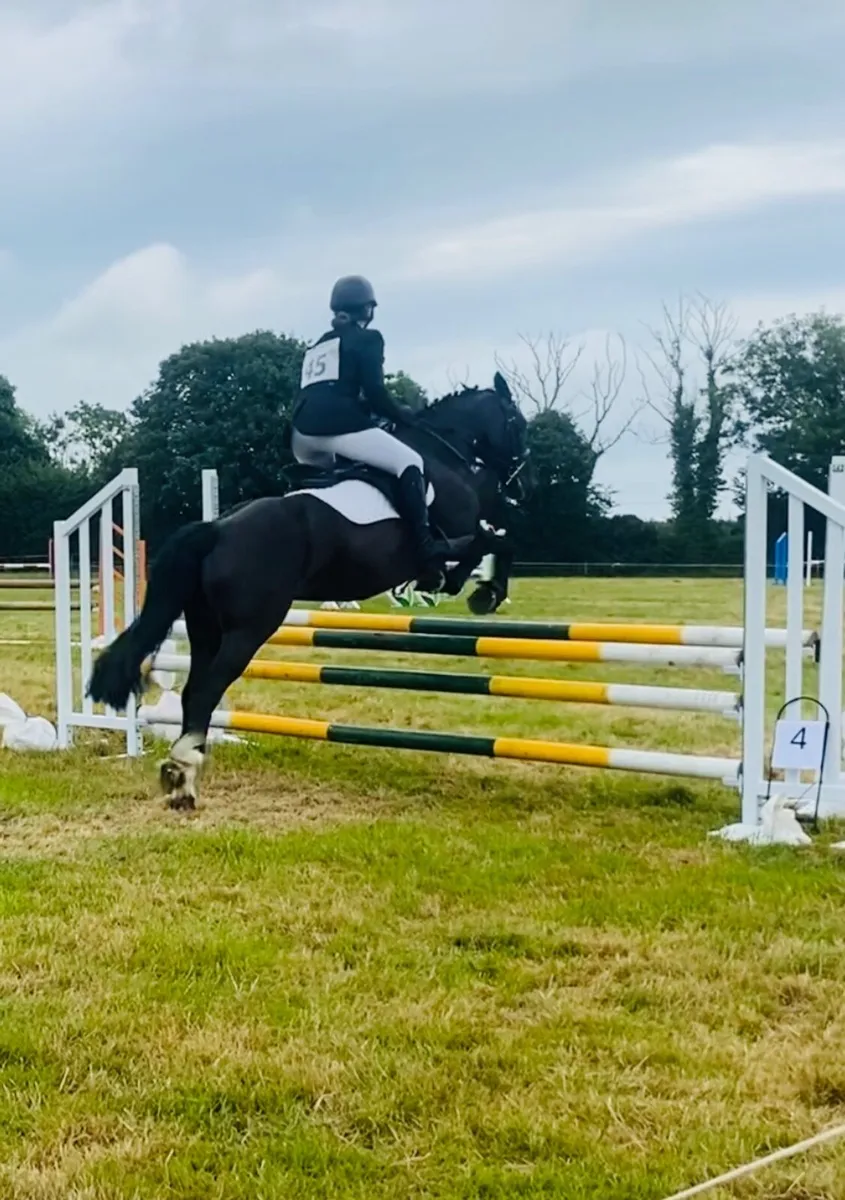 14.2 Cob/sport horse all rounder - Image 3
