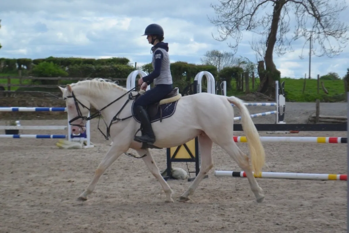 Stallion at stud - Image 3