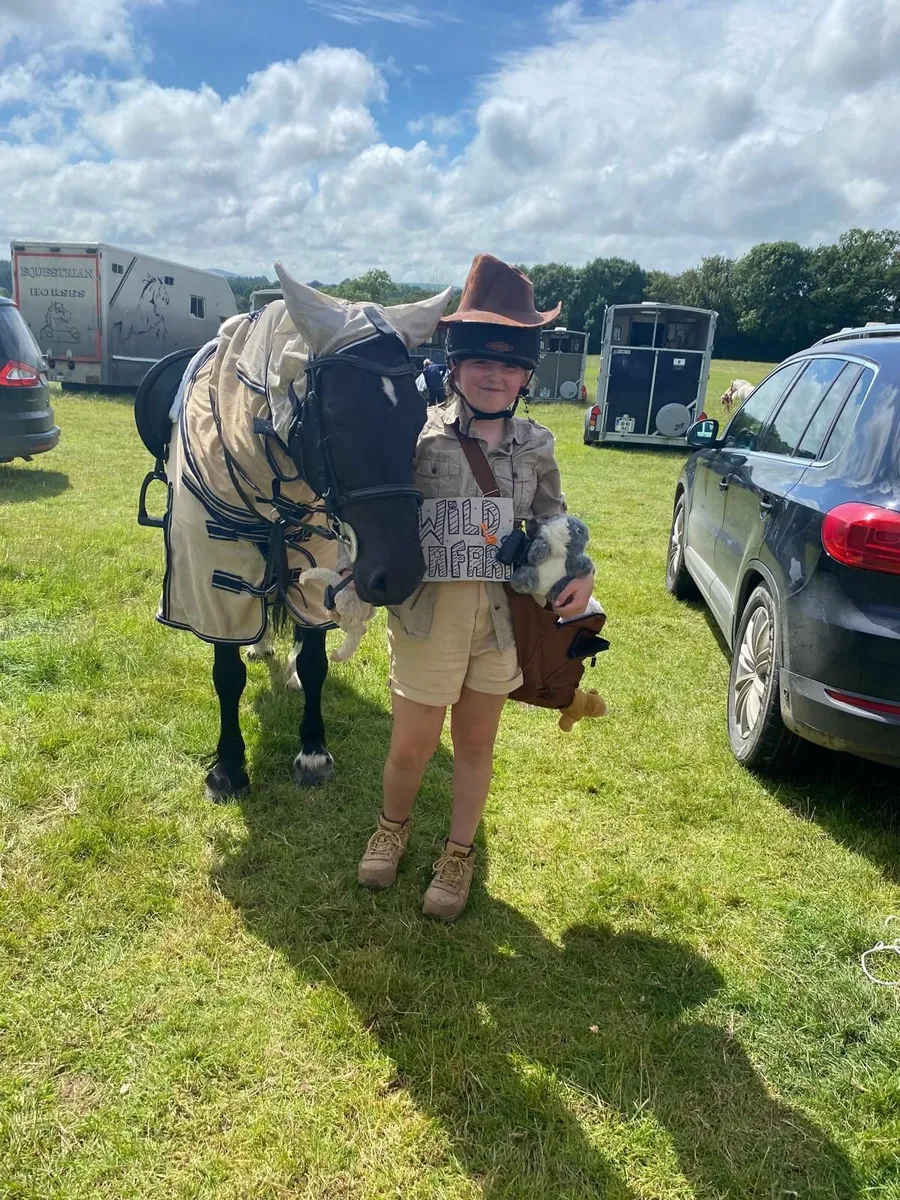14.2 Cob/sport horse all rounder - Image 4