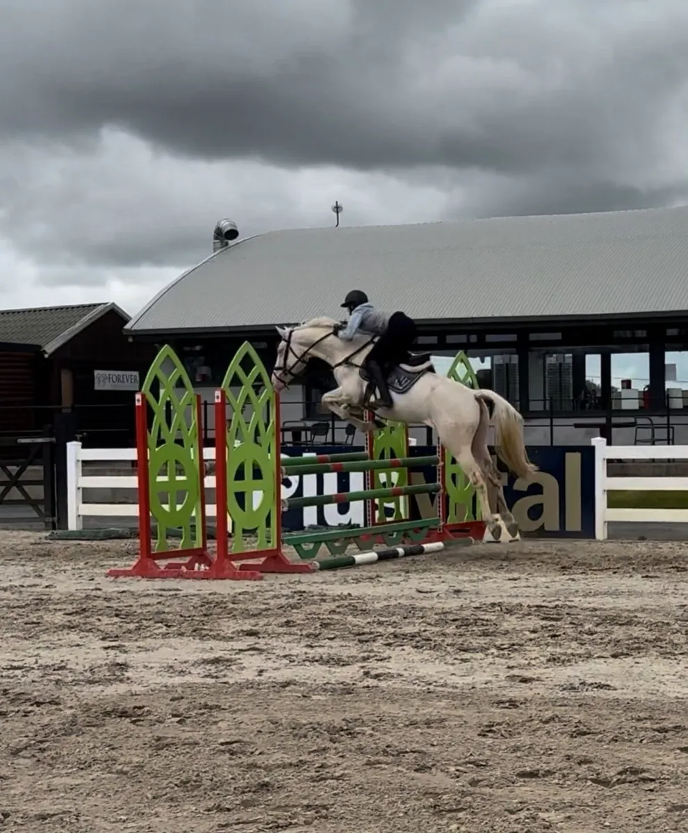 Stallion at stud - Image 4