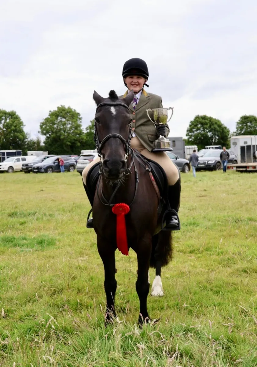 14.2 Cob/sport horse all rounder - Image 2