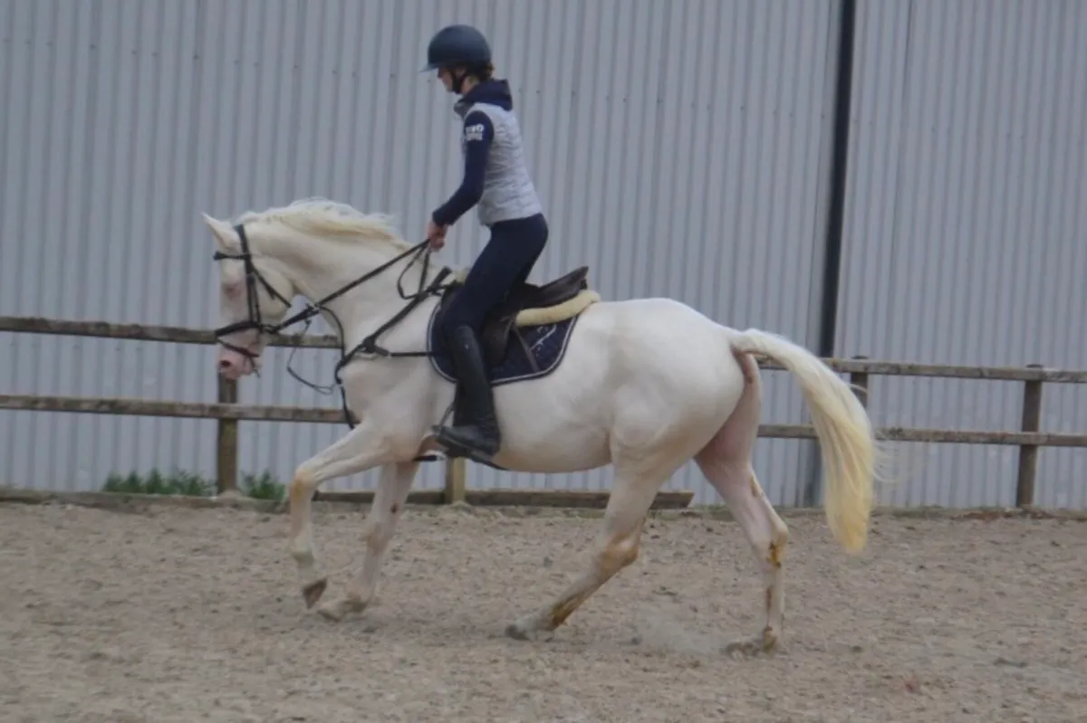 Stallion at stud - Image 2