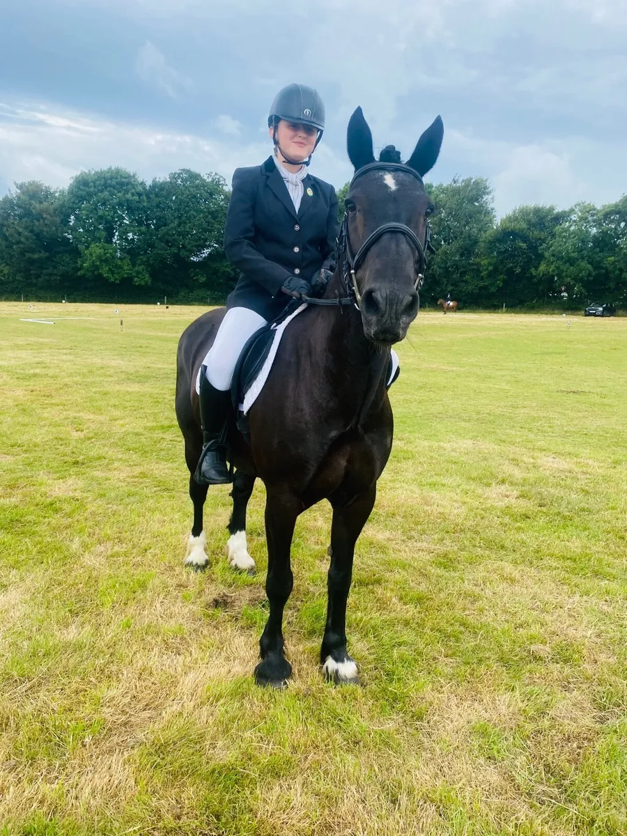 14.2 Cob/sport horse all rounder - Image 1