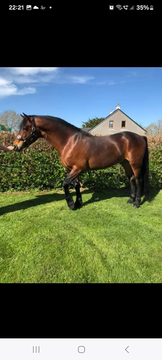 Pony - Image 1