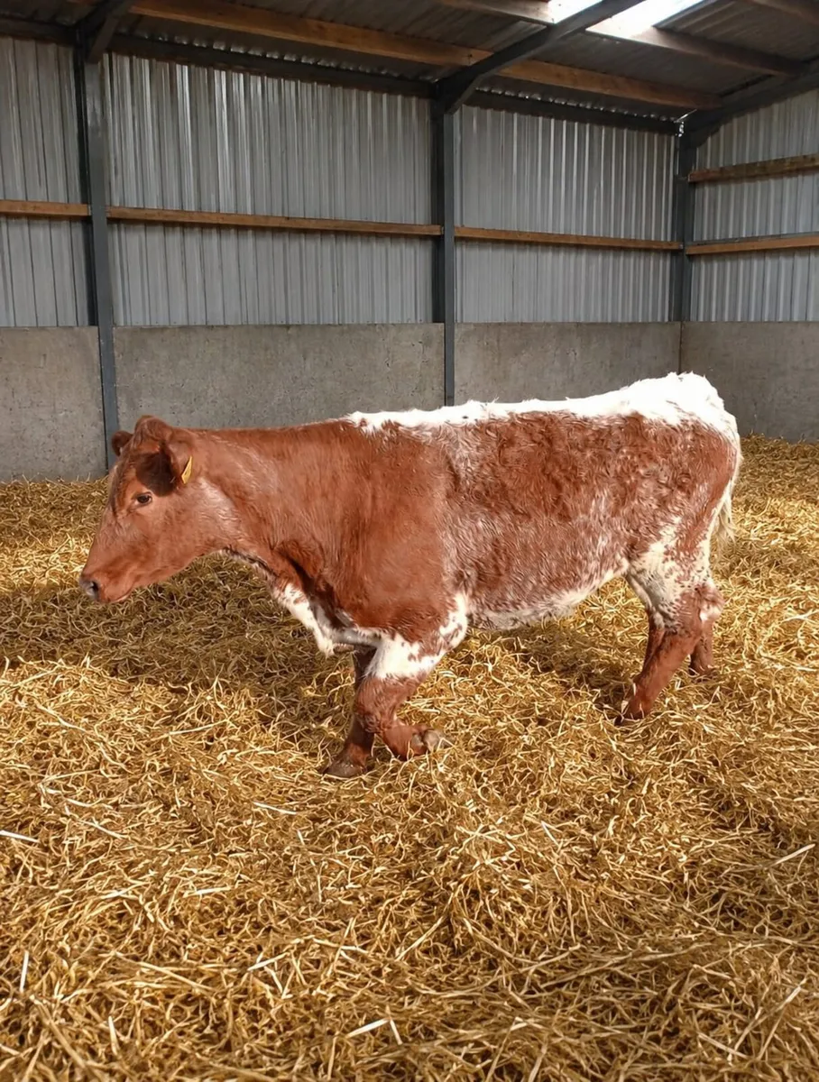 Breeding heifers - Image 2
