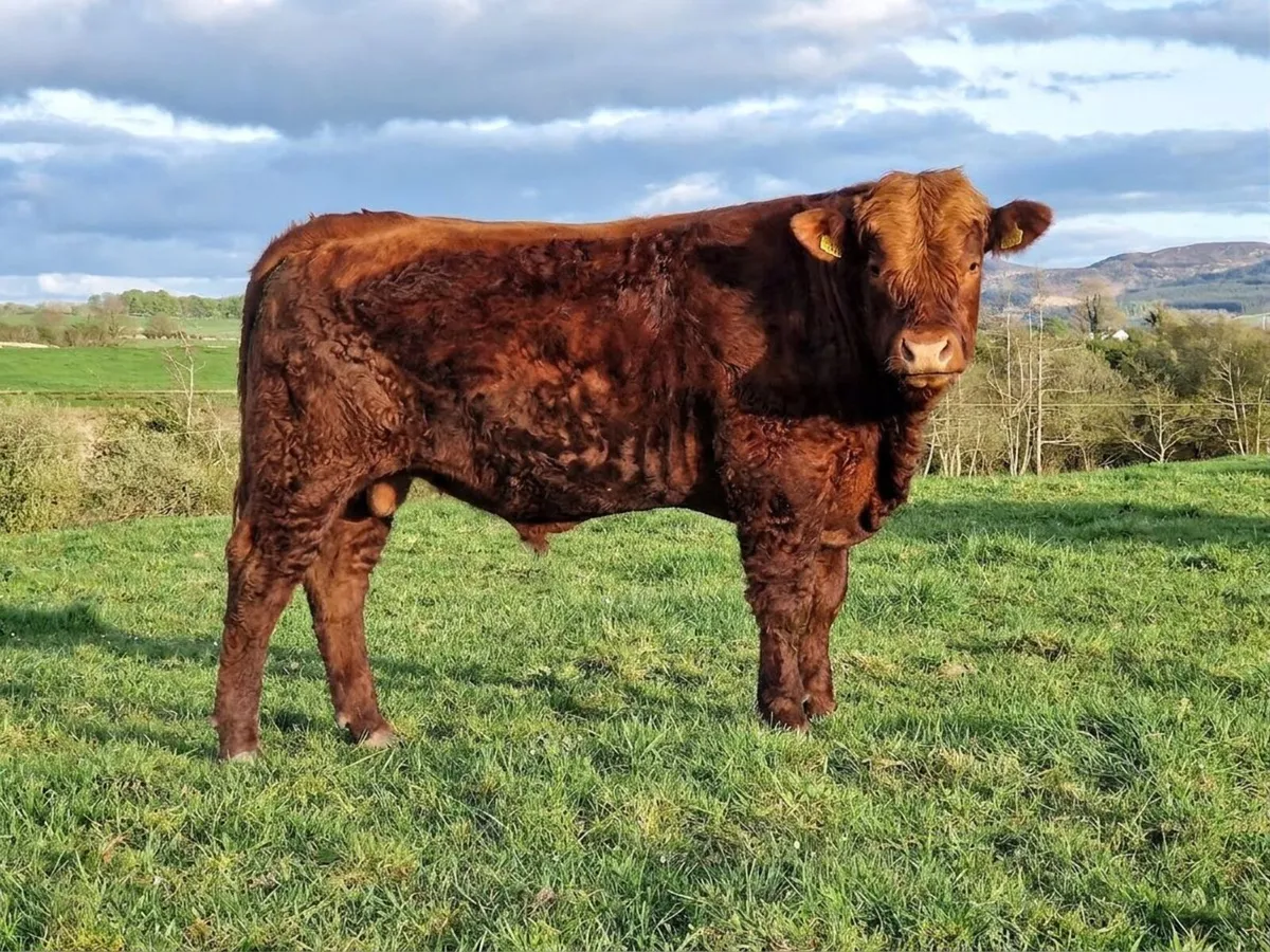 Salers Bulls - Image 2