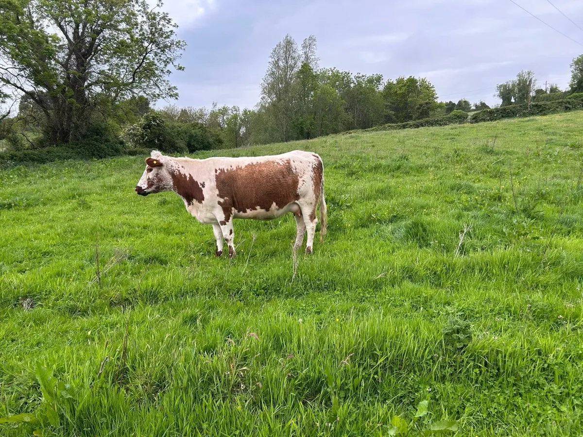 Cow - Image 2