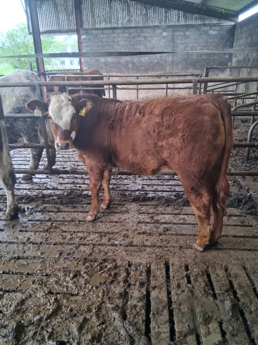 Limousin heifer (EBY) - Image 1