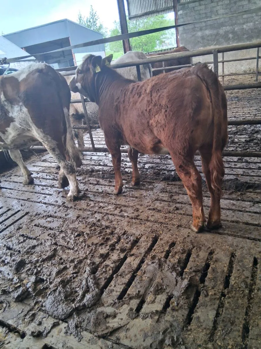 Limousin heifer (EBY) - Image 2