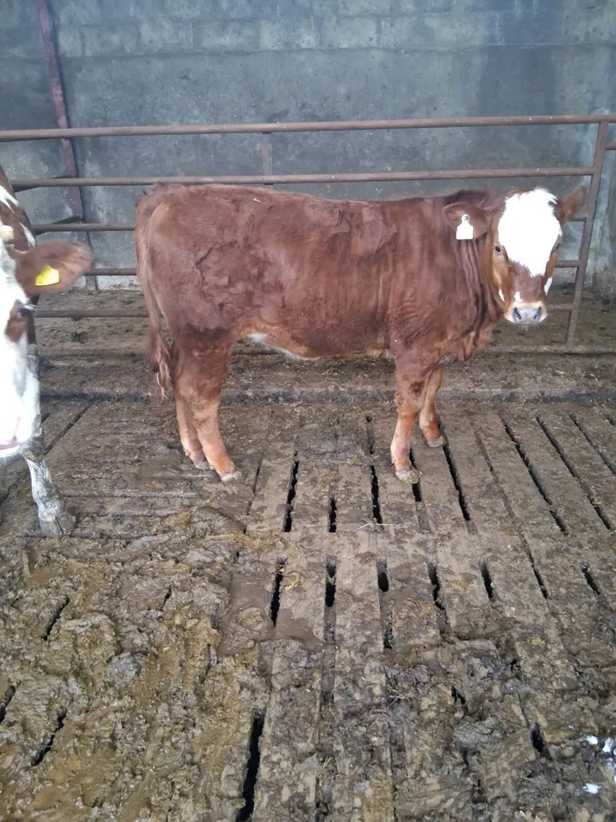 Limousin heifer (EBY) - Image 3