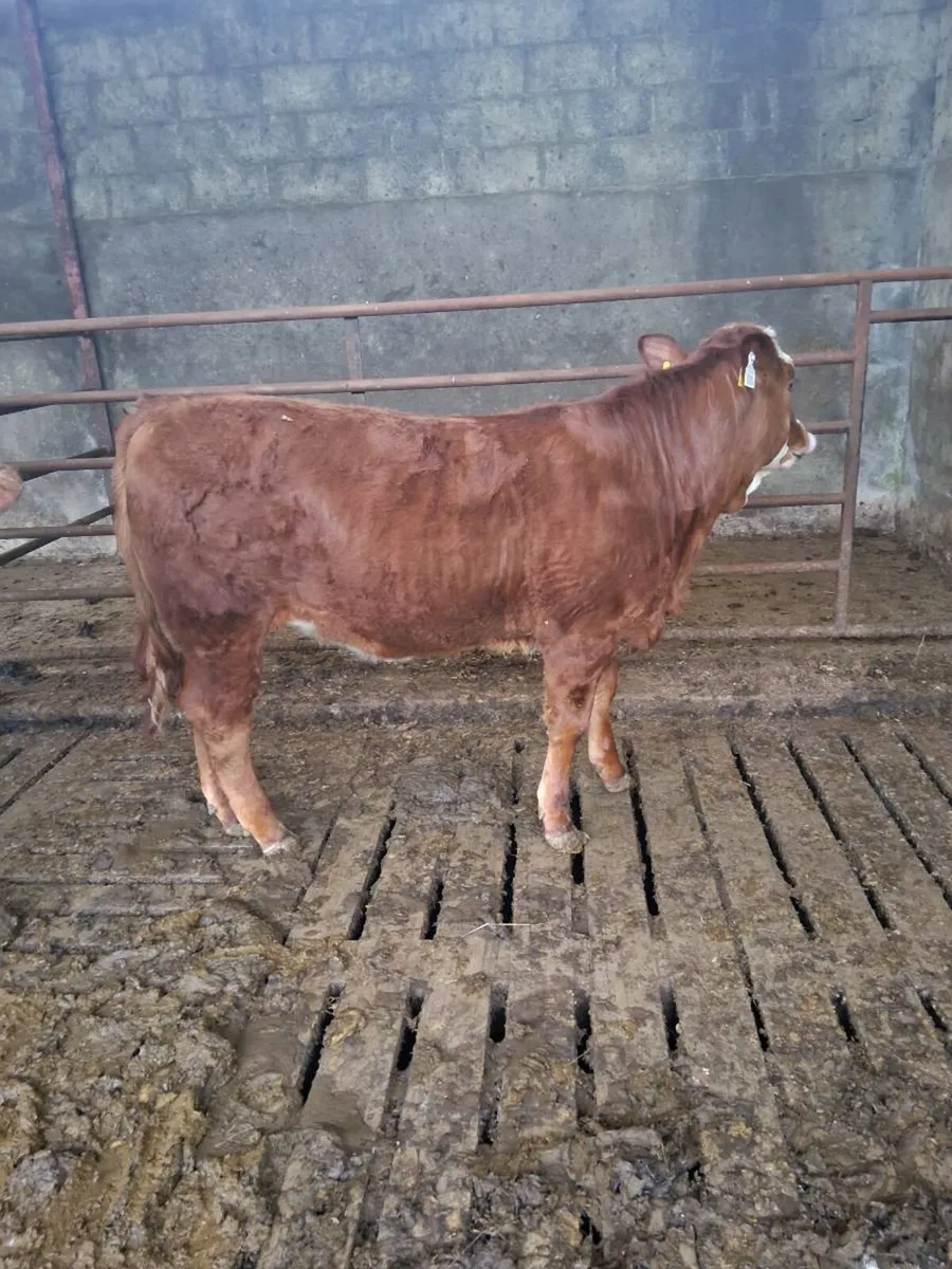 Limousin heifer (EBY) - Image 4