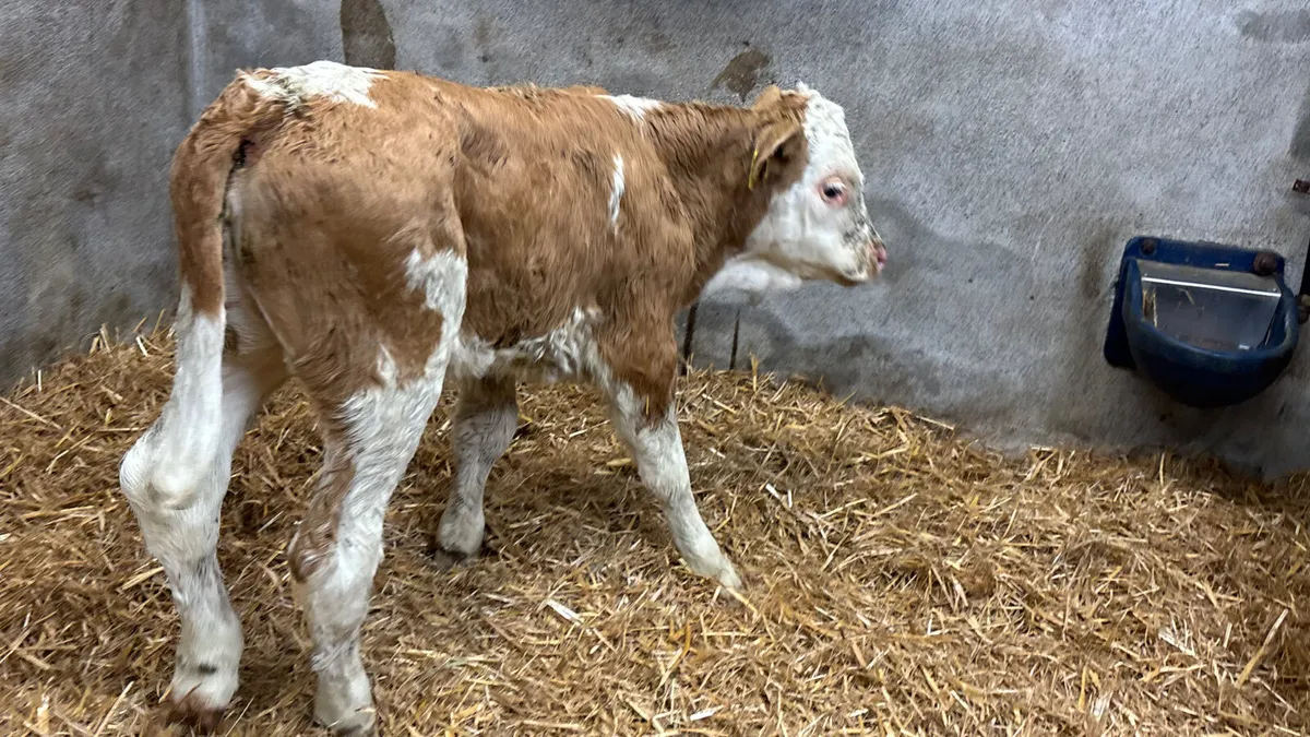 Super Red Simmental Heifer Calf - Image 2