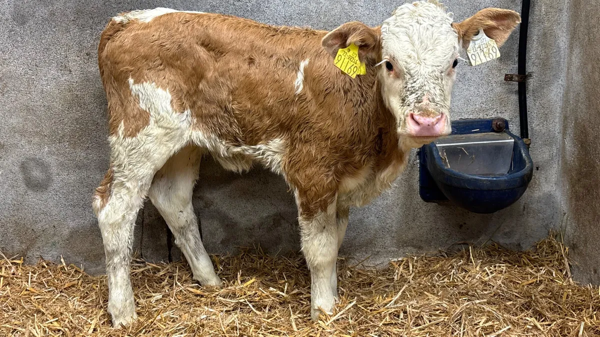 Super Red Simmental Heifer Calf - Image 1