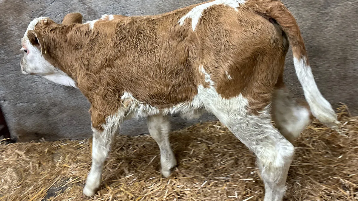 Super Red Simmental Heifer Calf - Image 3