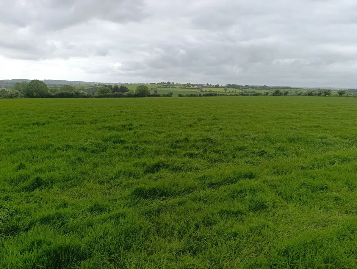 Silage - Image 2