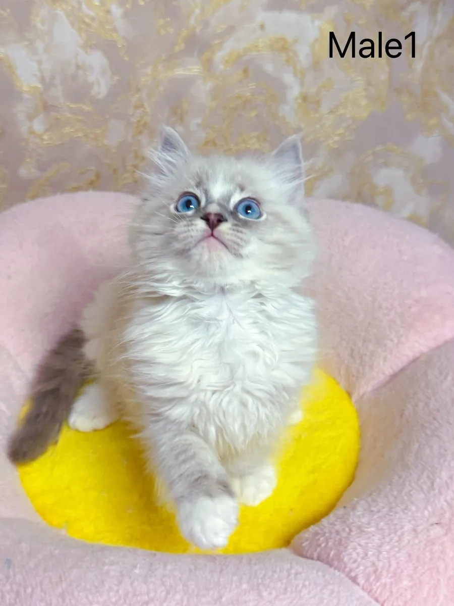 Purebred Ragdoll kittens for sale TICA Registered - Image 1