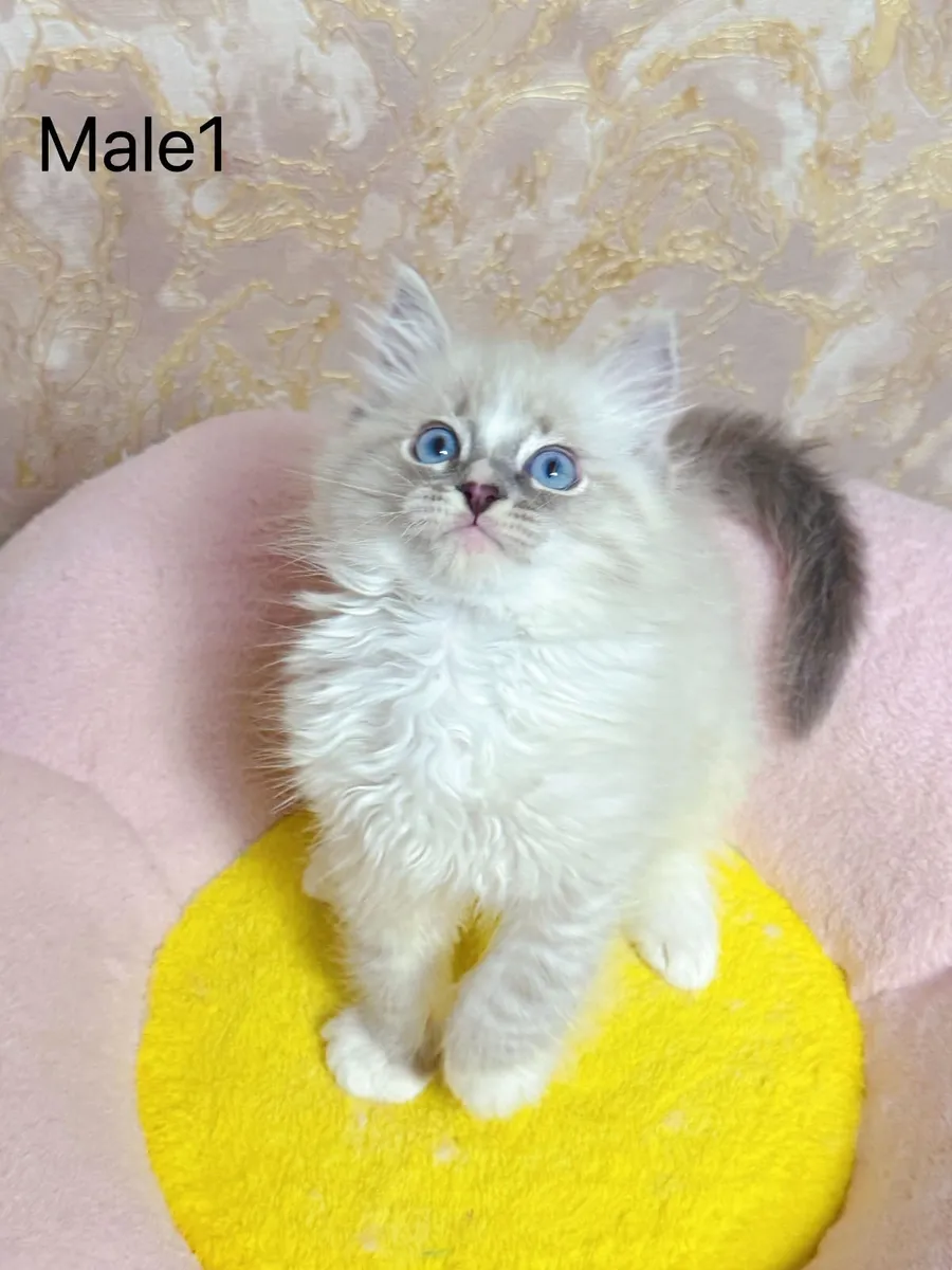 Purebred Ragdoll kittens for sale TICA Registered - Image 2