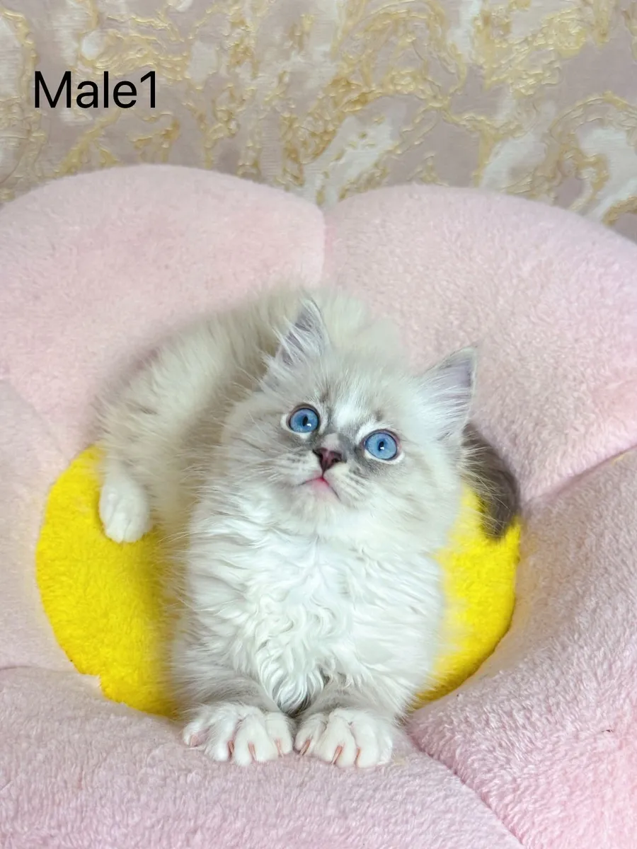 Purebred Ragdoll kittens for sale TICA Registered - Image 3