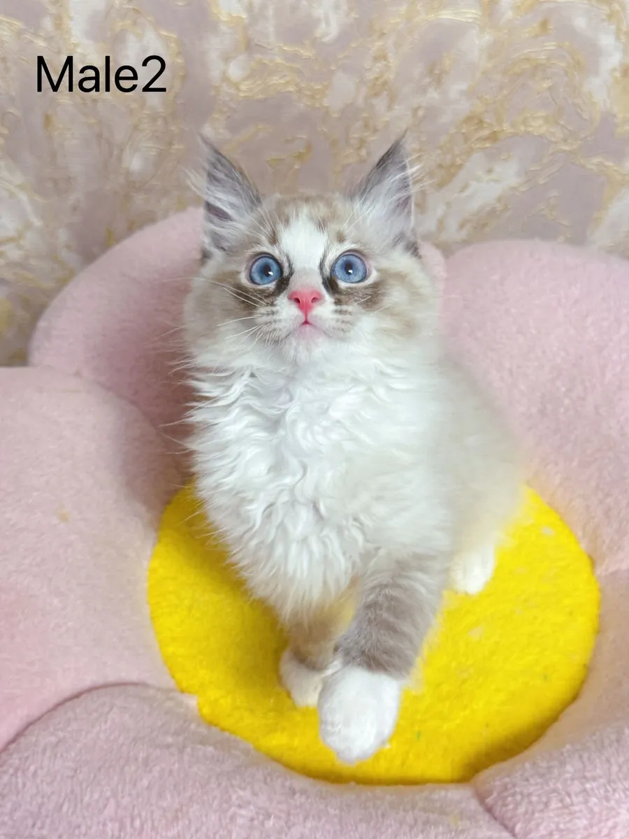 Purebred Ragdoll kittens for sale TICA Registered - Image 4