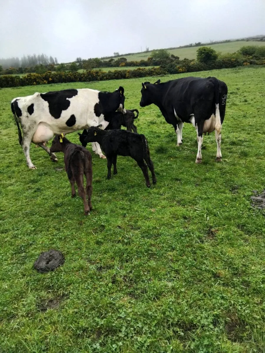 Cows and calves - Image 1