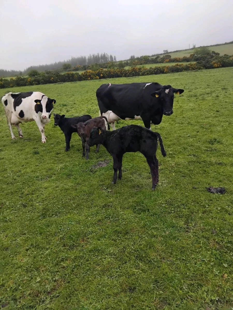Cows and calves - Image 3