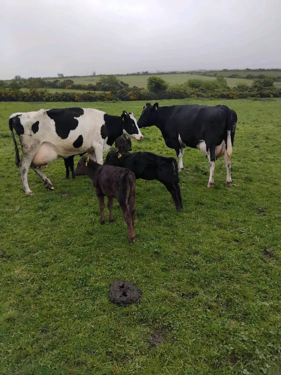 Cows and calves - Image 2