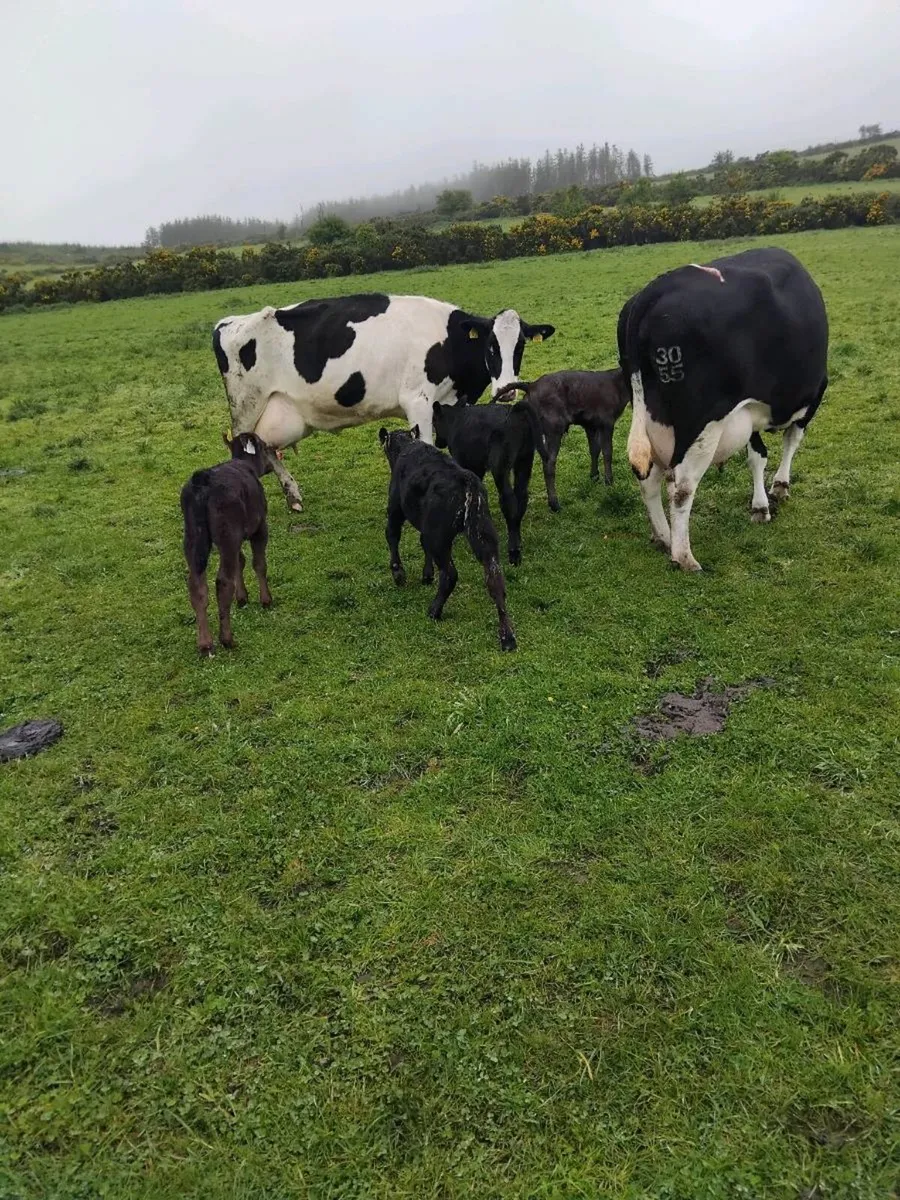 Cows and calves - Image 4