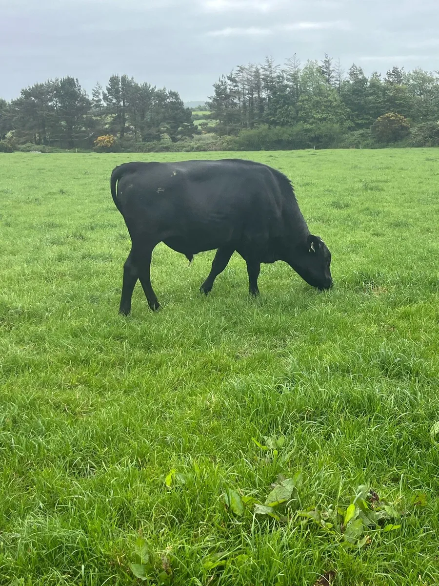 Xbred Bull - Image 3
