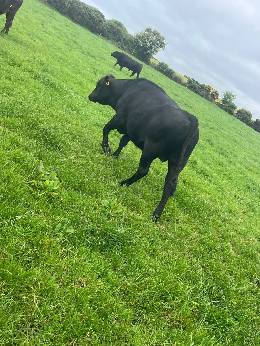 Xbred Bull - Image 1