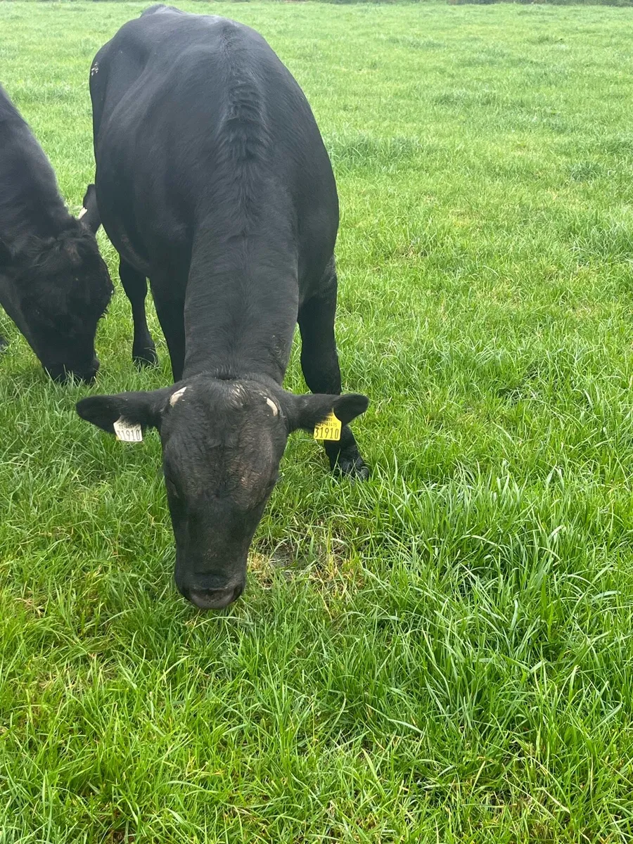 Xbred Bull - Image 2