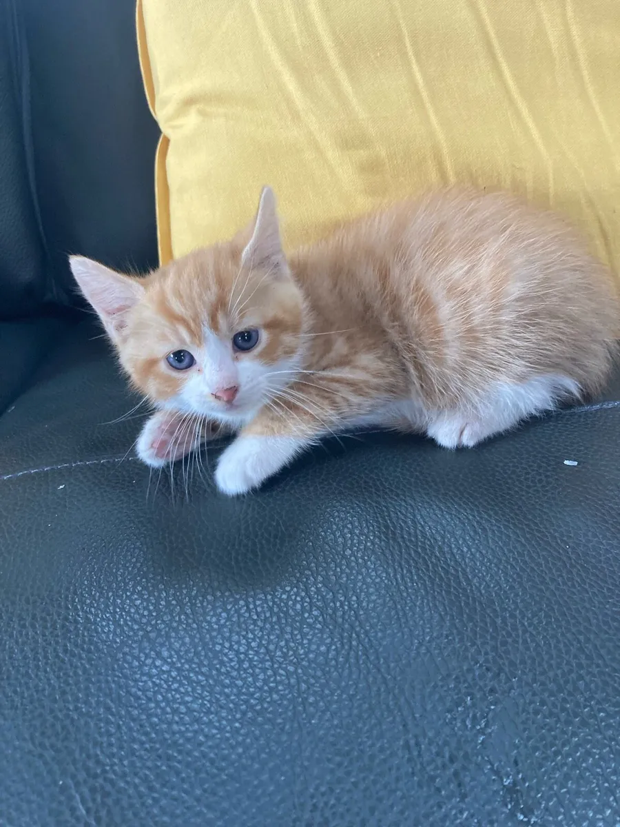 Kittens for sale - Image 1