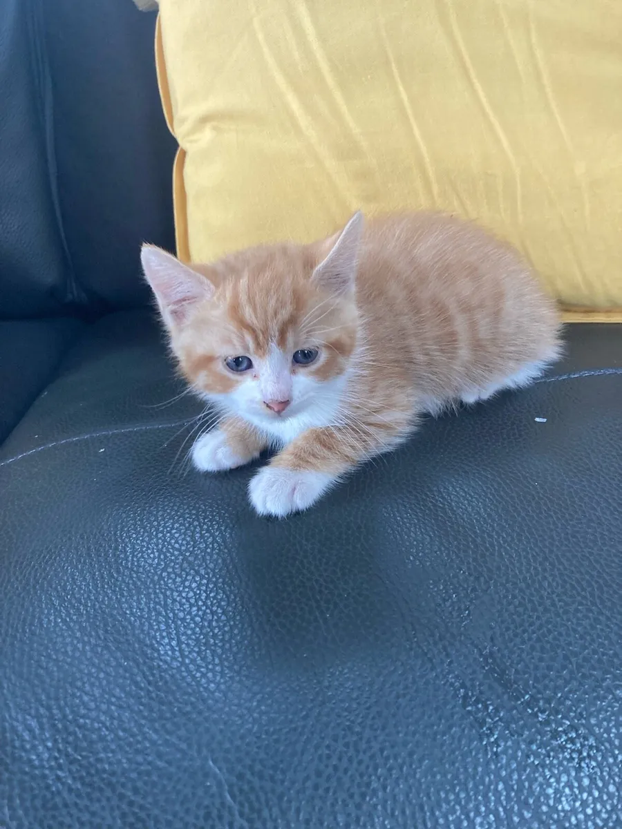 Kittens for sale - Image 2