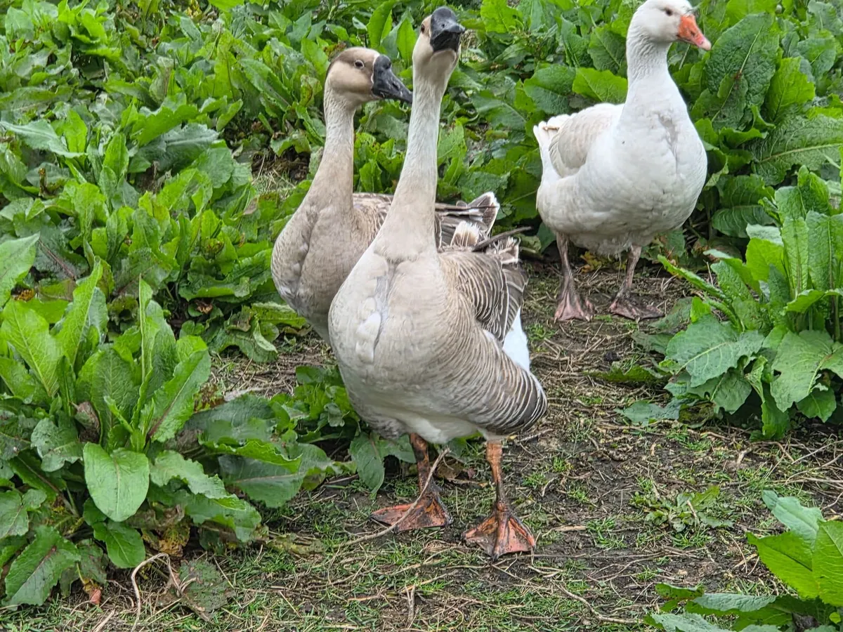 Geese - Image 2