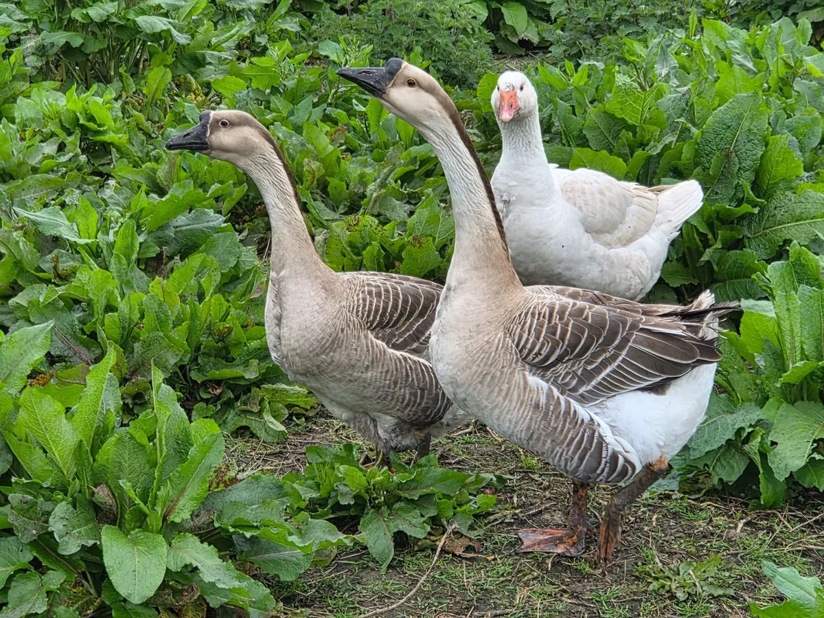 Geese - Image 3