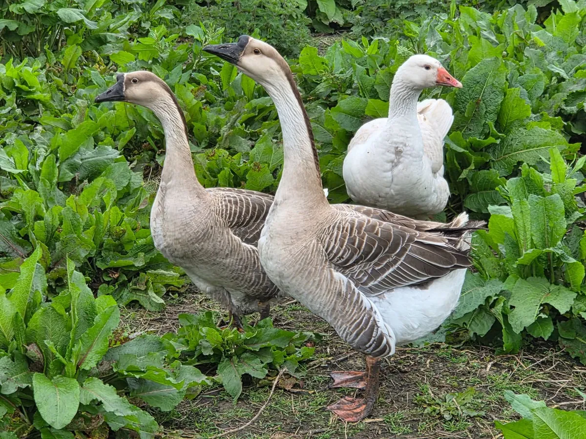 Geese - Image 4