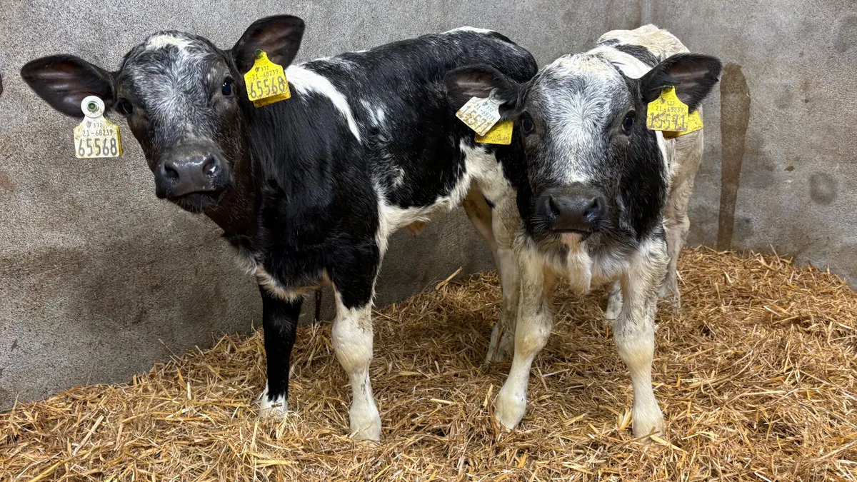 2 U Grade Belgian Blue Heifer Calves - Image 4