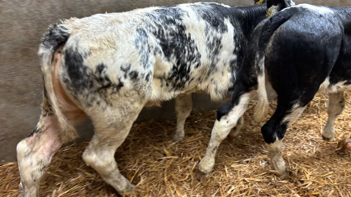 2 U Grade Belgian Blue Heifer Calves - Image 3