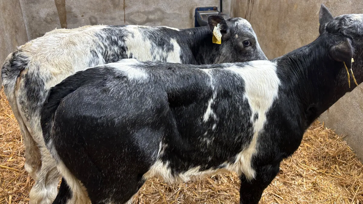 2 U Grade Belgian Blue Heifer Calves - Image 1