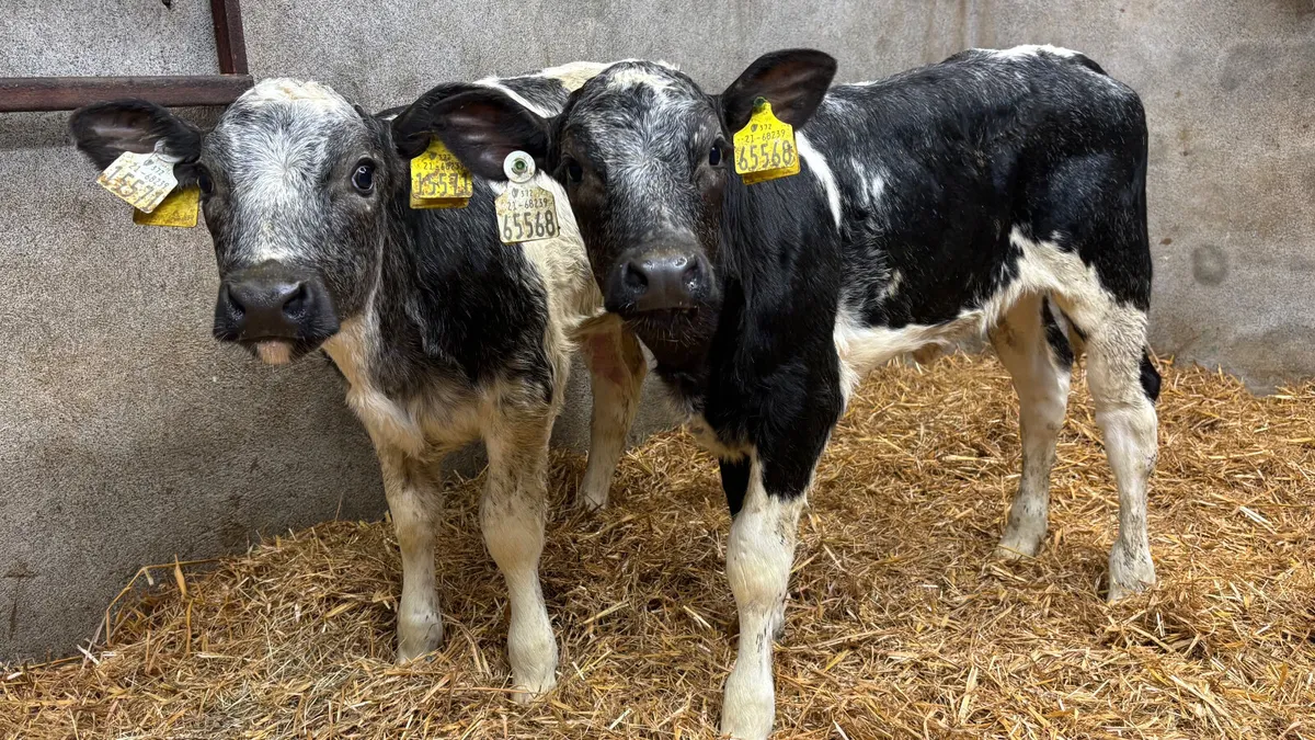 2 U Grade Belgian Blue Heifer Calves - Image 2