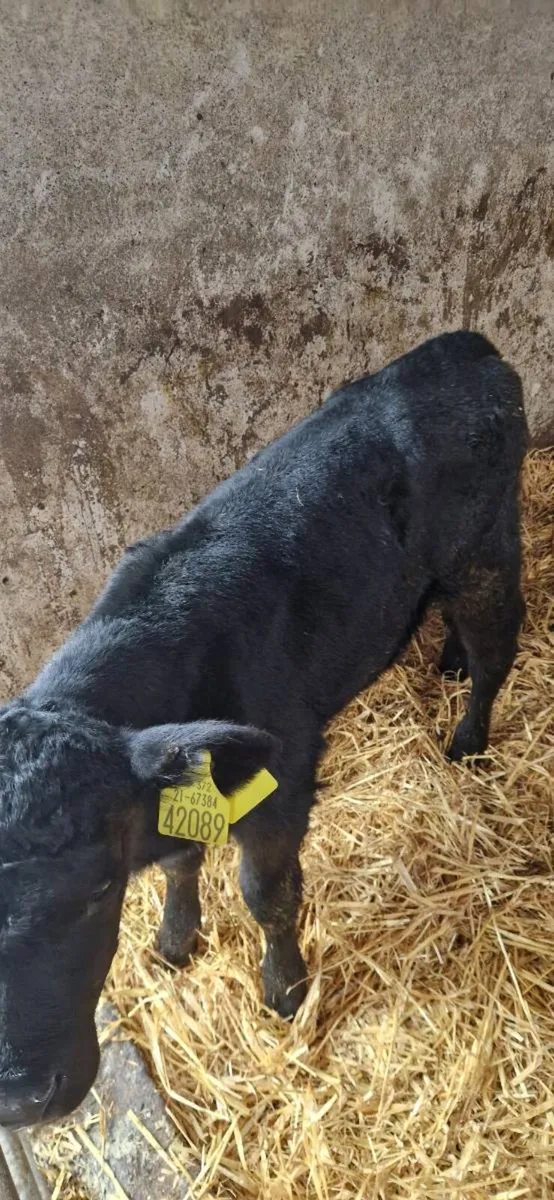 AA calves - Image 2