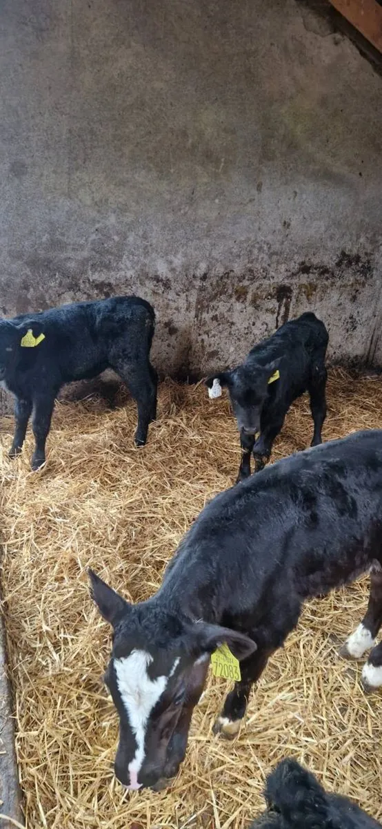 AA calves - Image 3
