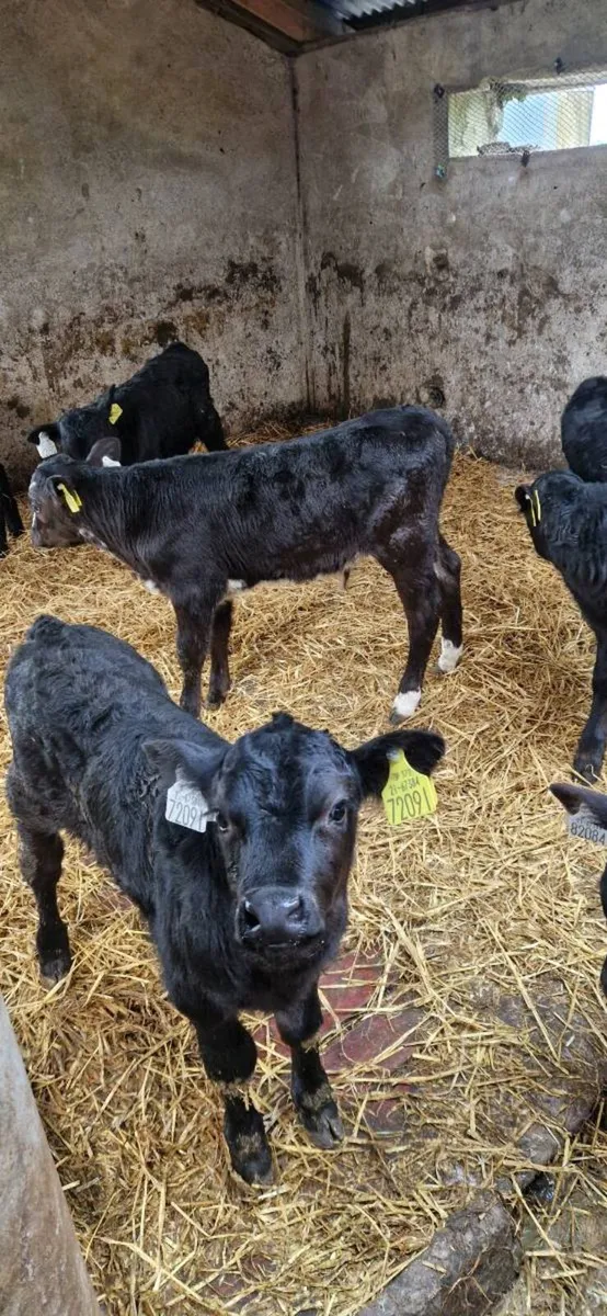 AA calves - Image 4