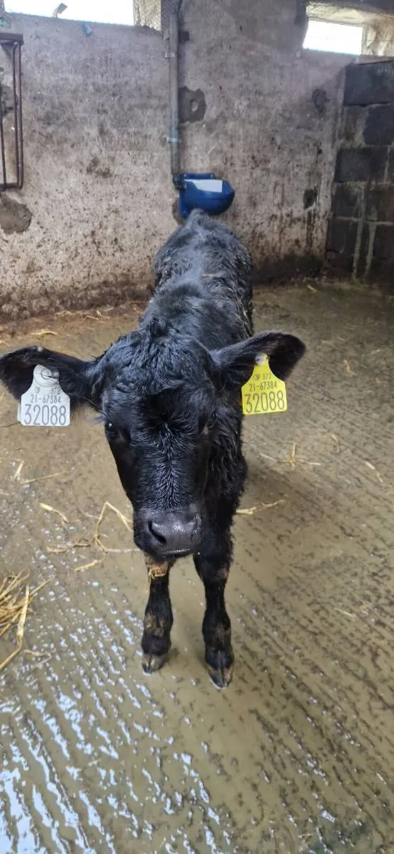 AA calves - Image 1